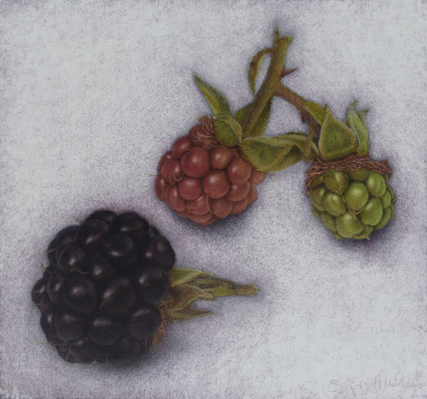 Blackberries - Sigrid Muller