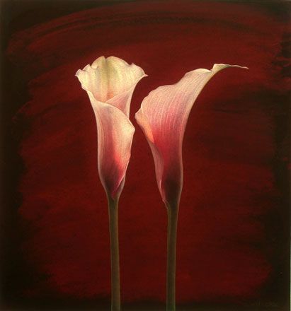 Pink Calla Lilies - Sigrid Muller