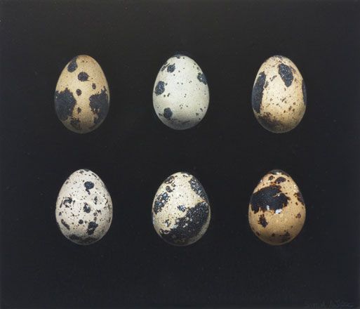 Quail Eggs - Sigrid Muller