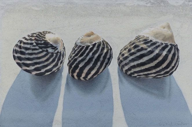 Seashells - Sigrid Muller
