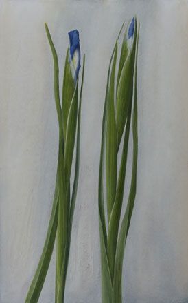 Dutch Irises - Sigrid Muller