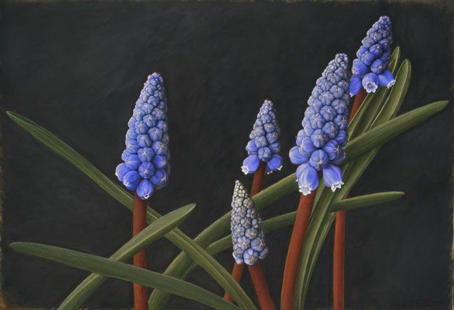 Grape Hyacinths - Sigrid Muller