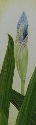 Pale Iris - Sigrid Muller