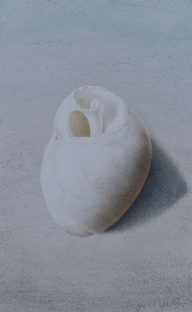 White Shell - Sigrid Muller