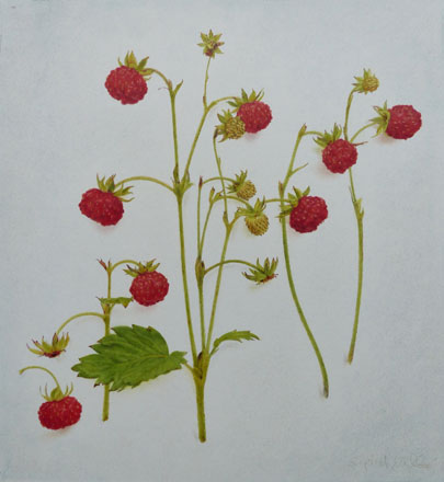 Wild Strawberries - Sigrid Muller