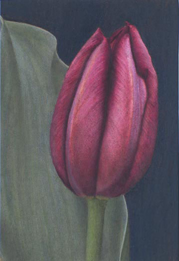Tulip - Sigrid Muller