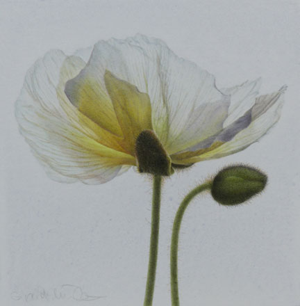 White Champagne Bubble Poppies - Sigrid Muller