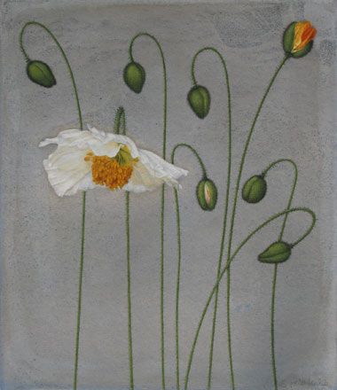 White and Orange Poppies - Sigrid Muller