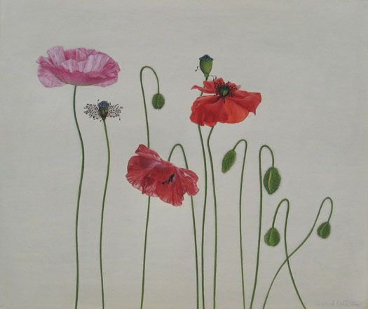 Poppies - Sigrid Muller