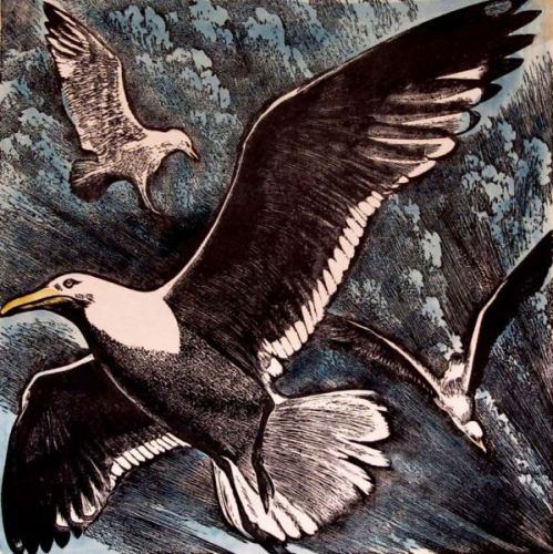 Gwylanod ar Aden / Common Gull - John Petts