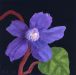 Purple Clematis with Leaf and Crimson Stalk - Nerys Johnson
